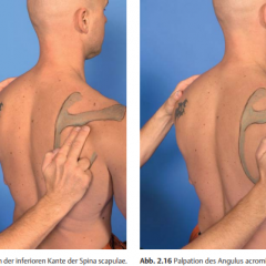 anatomie in vivo