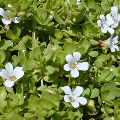 brahmi 1