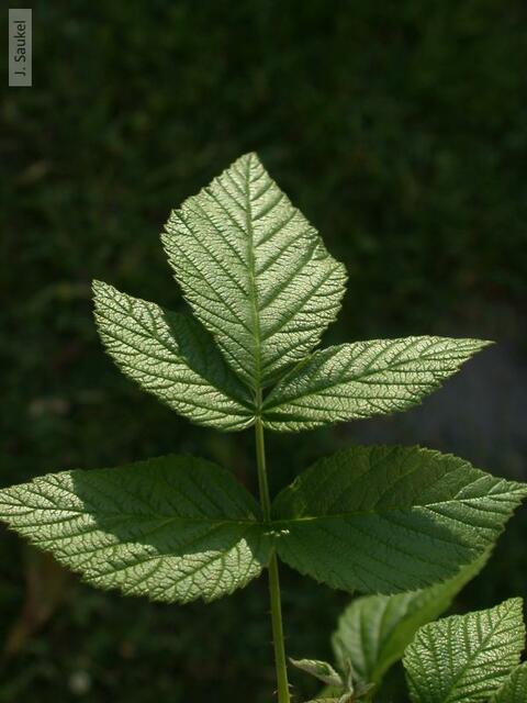 rub4