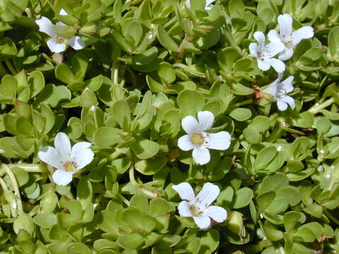 brahmi 1
